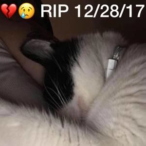 Meet your Posher, Suzanne